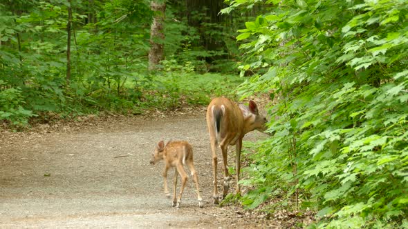 A doe, a female deer, with her young fawn in Ontario, Canada, tracking medium shot