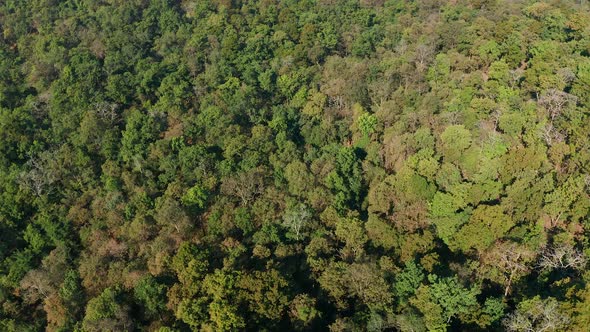 Descending into Dense forest with amazing hues of Green entering a tree line in jungle