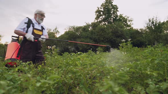 Senior Man Carefully Spraying Potato Bushes with Chemicals