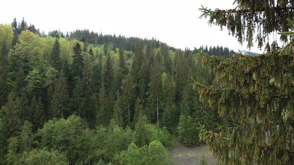 Spruce in the Forest. Carpathian Mountains. Slow Motion. Ukraine. Aerial