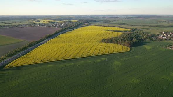 Top View of the Yellow Rapeseed Field and the Village