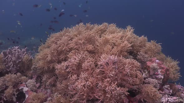 MIxed soft corals on tropical coral reef with reef fishes in the background