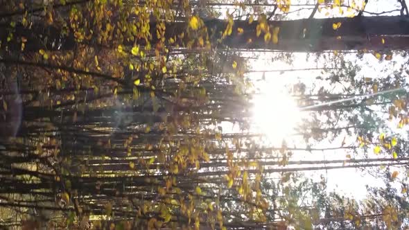 Vertical Video of an Autumn Forest During the Day in Ukraine