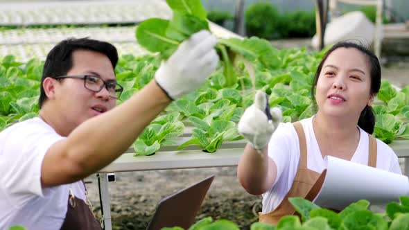 Close up Asian farmer couple checking stock and quality and order of organic vegetables