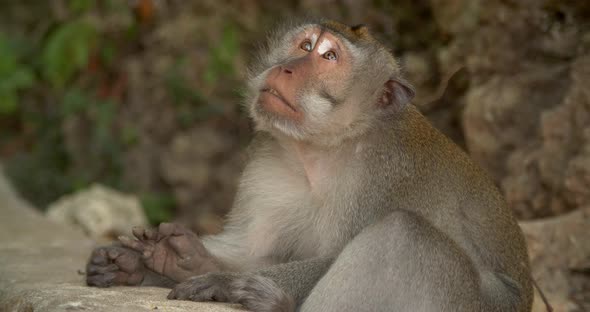 Monkey Sitting at Bali Indonesia