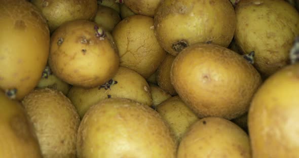 A Golden Brown Freshly Picked Potatoes In A Box - Wide Shot