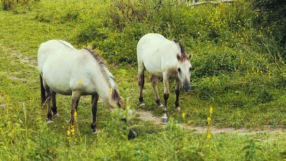 Two horses eating grass in the nature.