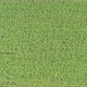 Green Corn Crop Fields on a Sunny Day Aerial Shot Fly Over with Drone - VideoHive Item for Sale