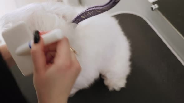 Veterinarian Blowdry a Dog Bichon Bolognese Hair in a Veterinary Clinic