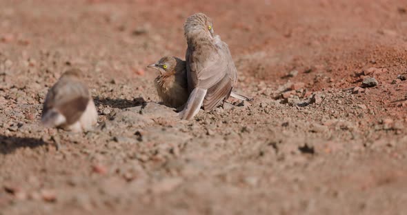 Large Grey Babblers birds dance and mingle as they play on the ground in slow motion