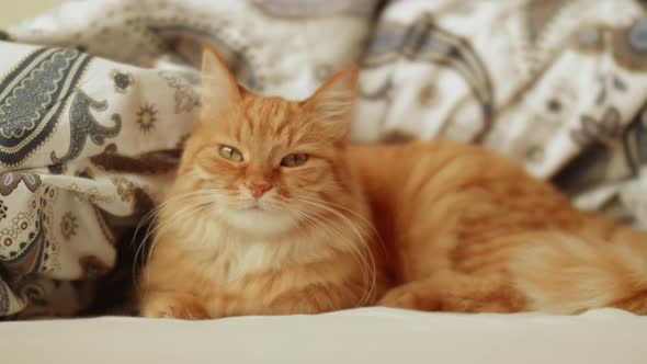 Cute Ginger Cat is Lying in Bed