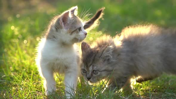 Cute Persian Kittens Walking In The Park Under Sunlight
