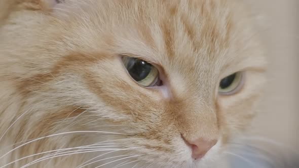 Close Up Footage of Cute Ginger Cat. Fluffy Pet Portrait.