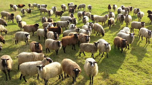 Sheep animals on a meadow. Beautiful sheep on pasture in a sunny day.