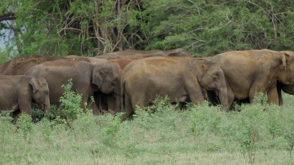 Herd of Asian elephant on the move 