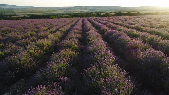 Aerial view of blooming lavender field