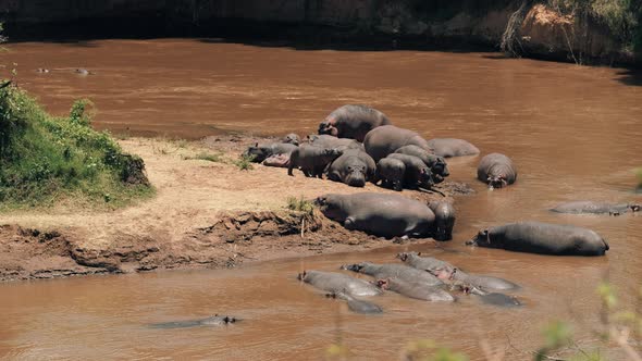 Hippos