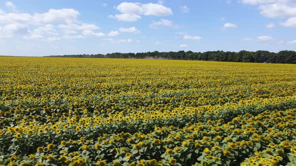 Aerial View of a Field with Sunflowers