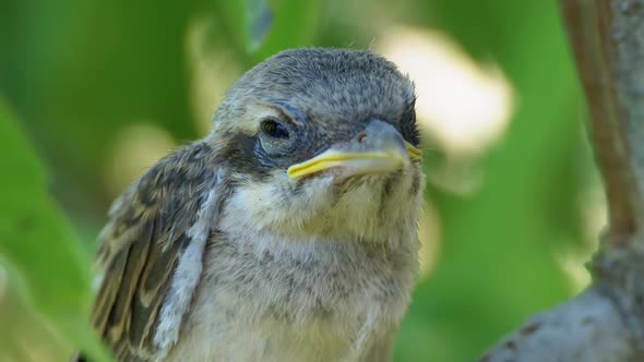 Nestling Sitting on a Tree Branch in Green Forest. Muzzle of Bird or Chick