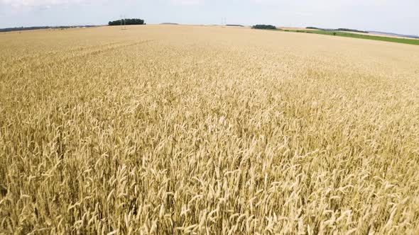 Aerial Drone Shot  a Brown Field in a Rural Area  Drone Flies Forward