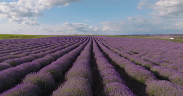 Aerial shot of a lavender hill