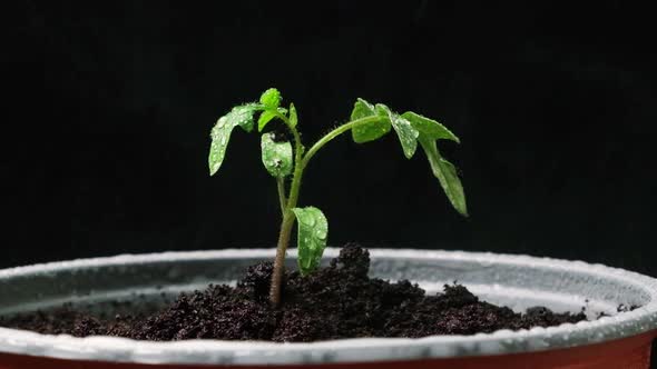 Growing Tomatoes From Seeds Step By Step