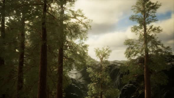 Fog and Pine Trees on Rugged Mountainside and Coming Storm alt