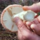 A mushroom cut in the forest in close-up in the hands of a mushroom picker - VideoHive Item for Sale