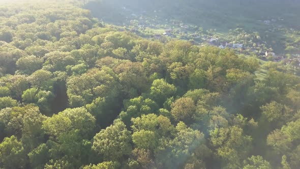 Flying over brightly lit tree tops, forest in summer or spring, tranquil scene, camera slowly tiltin