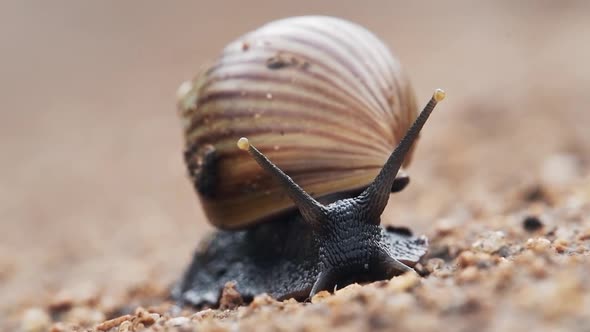 Land snail crawling slowly on a muddy ground, in Kenya, Africa