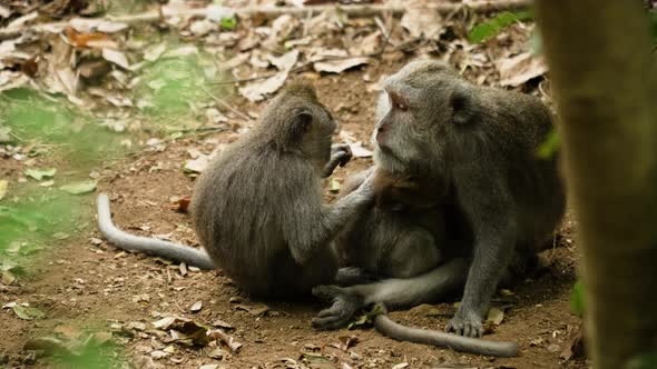 Monkeys in the Forest in Bali