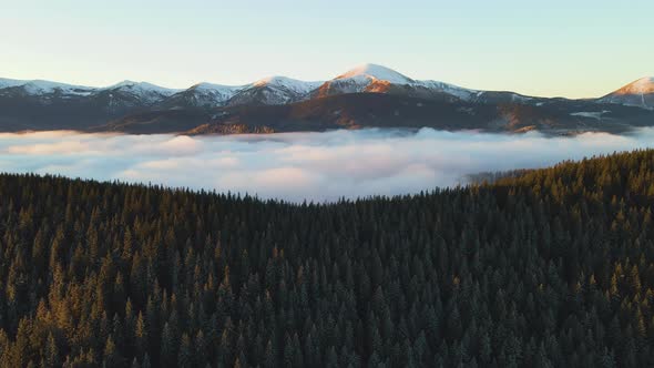 Aerial view of vibrant sunrise over Carpathian mountain hills covered with evergreen spruce