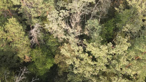 Aerial View of a Green Forest on a Summer Day