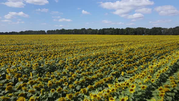 Aerial View of a Field with Sunflowers