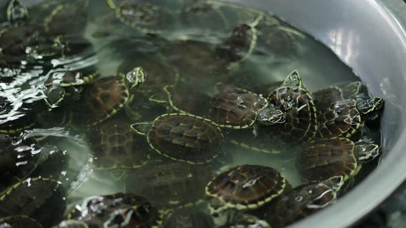 Moving Turtles in a Bowl in Thai Daily Market