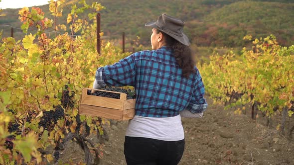 Woman farmer with crop box. Grape Harvesting. Wine Grape Harvest. Organic farming. Grape picking
