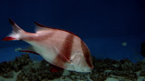 Fish Colony Tropical Swimming Underwater