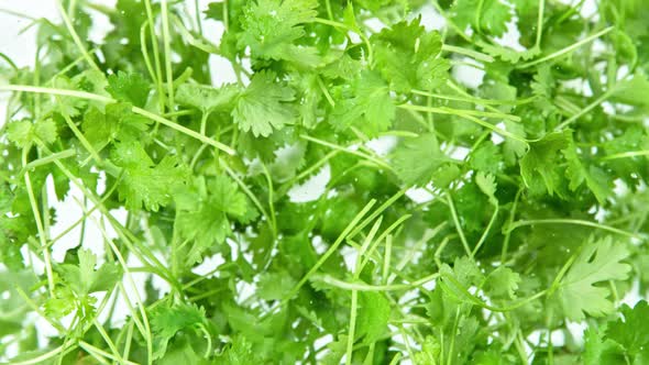 Super Slow Motion Shot of Flying Fresh Coriander Towards Camera at 1000 Fps.