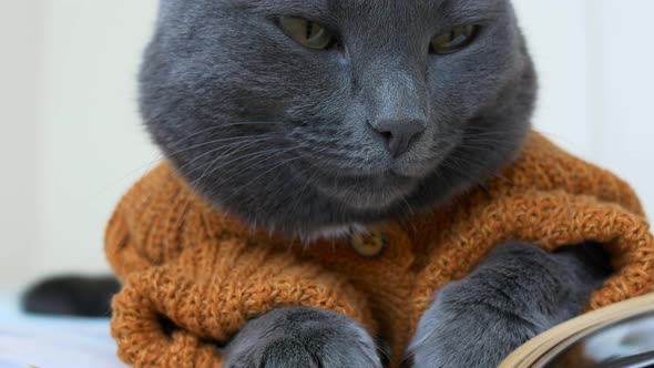 A Cute Gray Cat Closeup Looks Into the Frame