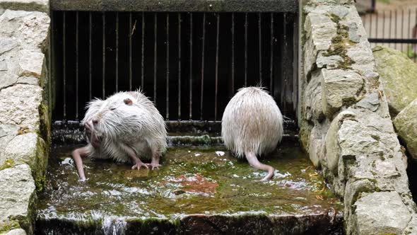 Two White Nutrias Cooling Down And Washing Near A Canal Tunnel With Flowing Water During Summertime