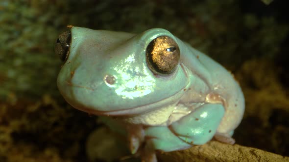 Australian Green Tree Frog Sitting Against Wooden Snag in Black Background. Close Up