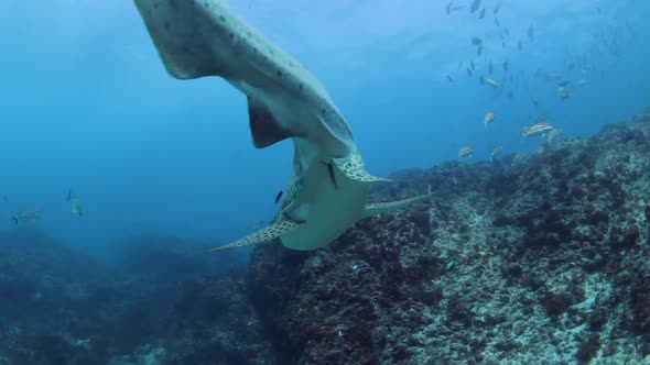 Underwater cameraman swimming below a shark while filming