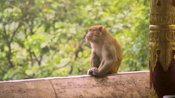 Medium Shot of Pensive Macaque Monkey in Myanmar