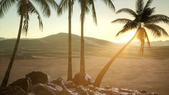 Palms in Desert at Sunset