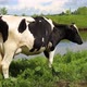 cow stands on the river bank - VideoHive Item for Sale