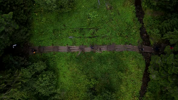 Overhead View of Hiking Trail in Forest