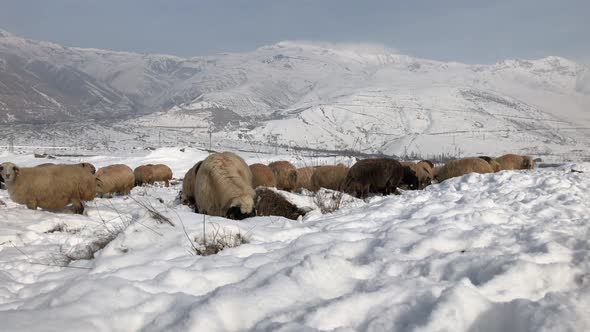 Shepherd