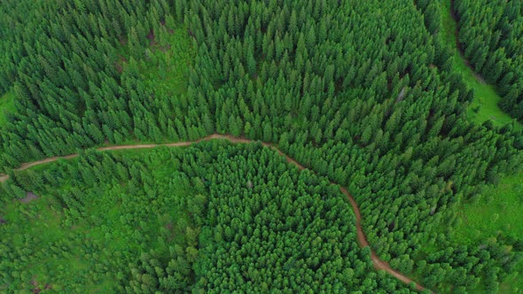 Aerial Drone View of a Winding Country Road in a Coniferous Forest