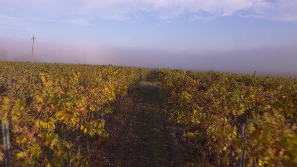 Bordeaux Vineyard in Autumn Under the Frost and Fog, Time Lapse