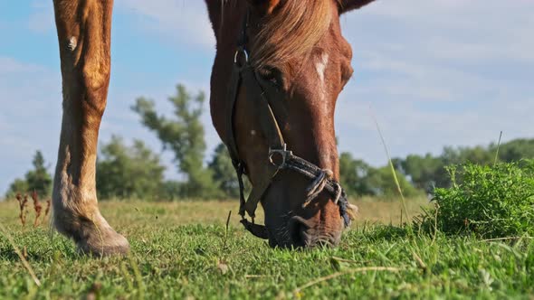 Brown Harnessed Horse Grazes on a Green Field in Slow Motion